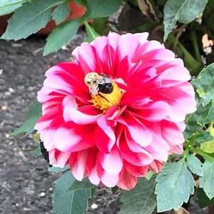 Meet your Posher, Carolyn